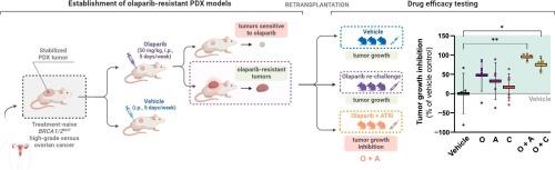 Molecular mechanisms restoring olaparib efficacy through ATR/CHK1 pathway inhibition in olaparib-resistant BRCA1/2MUT ovarian cancer models