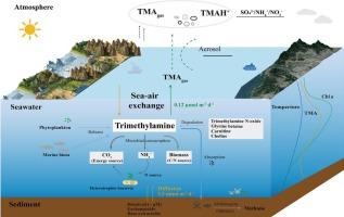 Distribution and fluxes of trimethylamine in the Northwest Pacific marginal seas