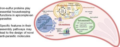 Iron‑sulfur cluster biogenesis and function in Apicomplexa parasites