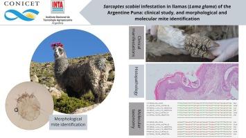 Sarcoptes scabiei infestation in llamas (Lama glama) of the Argentine Puna: Clinical study, and morphological and molecular mite identification