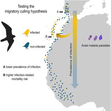 Does malaria infection increase the risk of predation-related mortality during bird migration?