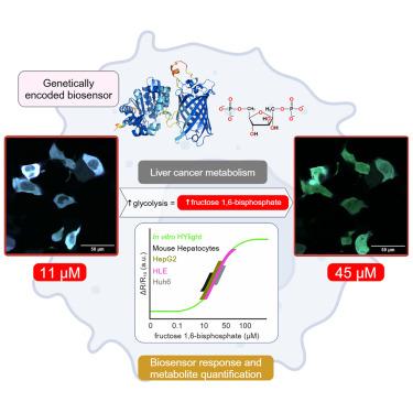 Tracking fructose 1,6-bisphosphate dynamics in liver cancer cells using a fluorescent biosensor