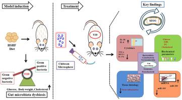 Formulated chitosan microspheres remodelled the altered gut microbiota and liver miRNA in diet-induced Type-2 diabetic rats