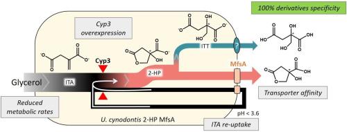 Selective production of the itaconic acid-derived compounds 2-hydroxyparaconic and itatartaric acid