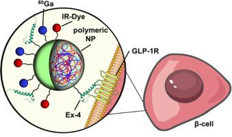 Chitosan-based multimodal polymeric nanoparticles targeting pancreatic β-cells