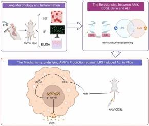 Amygdalin alleviates LPS-induced acute lung injury in mice by targeting CD5L/iNOS pathway