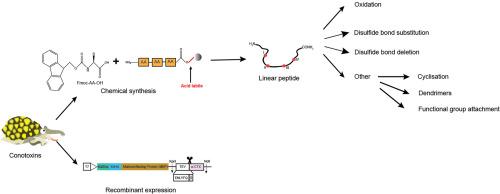 Advances in the synthesis and engineering of conotoxins