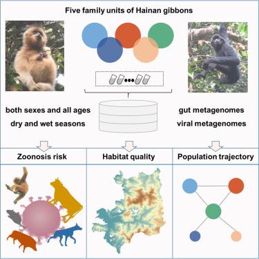 Evidences from gut microbiome and habitat landscape indicate continued threat of extinction for the Hainan gibbon