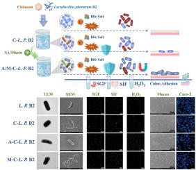 Layer-by-layer nanoencapsulation strategies for enhanced oral delivery and function of Lactobacillus plantarum B2