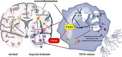 Inhibition of PAD4-mediated neutrophil extracellular traps formation attenuates hypoxic–ischemic brain injury in neonatal mice