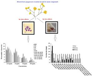 Antileishmanial and synergic effects of Rhanterium epapposum essential oil and its main compounds alone and combined with glucantime against Leishmania major infection