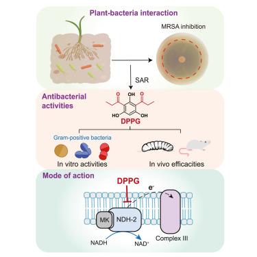 Discovery of antibacterial diketones against gram-positive bacteria