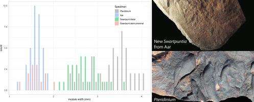 New Swartpuntia occurrence found within the Aar Member