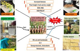 Modulations in Physiological and Biochemical attributes of Citrus Limon by selenium nanoparticles (SeNPs) under salinity stress