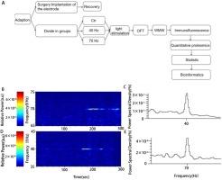 High-gamma frequency flash stimulation as a possible cognitive facilitator in rat pups