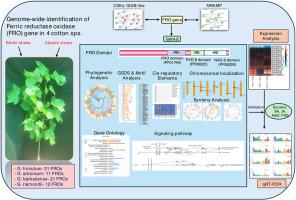 Genome-wide identification and expression analysis of ferric reductase oxidase (FRO) genes in Gossypium spp. reveal their crucial role in iron homeostasis under abiotic and biotic stress