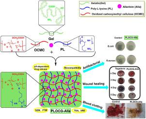 Hyperbranched polylysine/oxidized carboxymethyl cellolose integrated gelatin composite for wound treatment