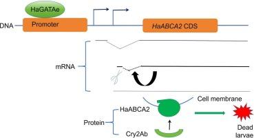 Transcriptional regulation of Cry2Ab toxin receptor ABCA2 gene in insects involves GATAe and splicing of a 5' UTR intron