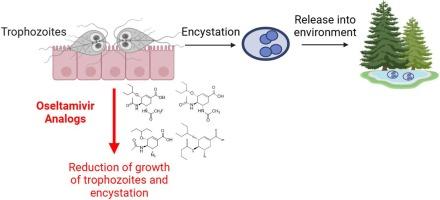 Synthesis and evaluation of anti-Giardia activity of oseltamivir analogs