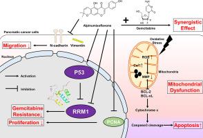 In vitro and in silico study of the synergistic anticancer effect of alpinumisoflavone with gemcitabine on pancreatic ductal adenocarcinoma through suppression of ribonucleotide reductase subunit-M1