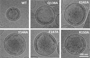 Determinants in the HTLV-1 Capsid Major Homology Region that are Critical for Virus Particle Assembly