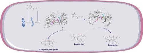 Recent discoveries of propyl gallate restore the antibacterial effect of tigecycline against tet(X4)-positive Escherichia coli