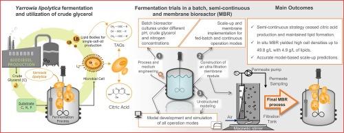 Model-based study of Yarrowia lipolytica cultivation on crude glycerol under different fermentation modes: Development of a membrane bioreactor process