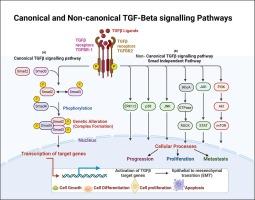 Exploring the potential of TGFβ as a diagnostic marker and therapeutic target against cancer