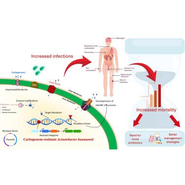 Carbapenem-resistant Acinetobacter baumannii raises global alarm for new antibiotic regimens