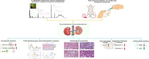 Ficus deltoidea standardized methanolic extract improves kidney structure and function against streptozotocin-induced diabetic nephropathy in rats