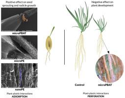 Exposure of Bromus hordeaceus to fossil- and plant-based micro- and nanoplastics: Impacts and plant-plastic interactions vary depending on polymer type and growth phase