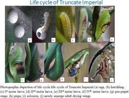 Understanding life cycle and identification of larval host plant of lesser-known butterfly Truncate Imperial Cheritrella truncipennis from Sikkim Himalaya, India