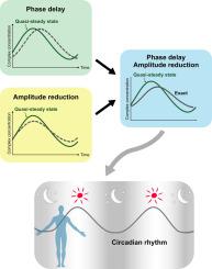 Enlightening the blind spot of the Michaelis–Menten rate law: The role of relaxation dynamics in molecular complex formation