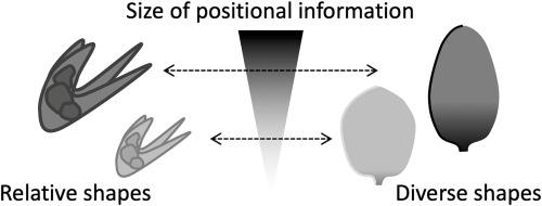 Peripheral straightness leads to shape diversification during formations of entire leaves