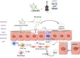 Lactobacillus paracasei FZJJH2L6 alleviates cathartic Colon via the propionic Acid-5-HT-ACh pathway