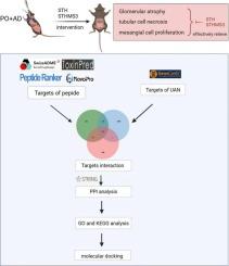 Integrating multi-level interactive network analysis and in vivo studies to explore the protective mechanism of Maillard products of skipjack trypsin hydrolysate in hyperuricemia