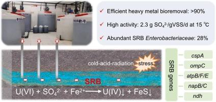 Microbial mechanisms of sulfate reduction for low-temperature bioremediation of acid-mined uranium sandstone groundwater