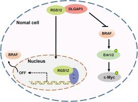 DLGAP3 suppresses malignant behaviors of glioma cells via inhibiting RGS12-mediated MAPK/ERK signaling