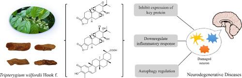 Progress on Tripterygium wilfordii Hook f. as a treatment option for neurodegenerative diseases