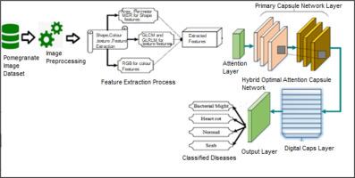 A deep learning approach to detect diseases in pomegranate fruits via hybrid optimal attention capsule network