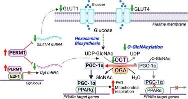 PERM1 regulates mitochondrial energetics through O-GlcNAcylation in the heart