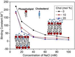 Cholesterol modulates the interaction of sodium salt with negatively charged phospholipid membrane