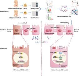 Conjugated linoleic acid ameliorates necrotizing enterocolitis by suppressing inflammatory responses and maintaining intestinal barrier integrity via the PPARγ/NFκB signaling pathway