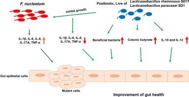 Comparison of the effects of postbiotics and live-probiotics containing Lacticaseibacillus paracasei SD1 and Lacticaseibacillus rhamnosus SD11 in patients with previous colorectal cancer: A randomized controlled trial