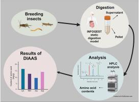 Evaluating protein quality in edible insects: A comparative analysis of house cricket, yellow mealworm, and migratory locust using DIAAS methodologies