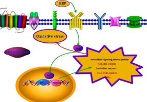 Ultrasonic-assisted extraction and the antioxidative mechanism of eggplant root polysaccharide