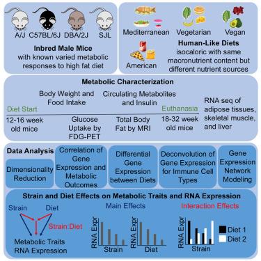 Combined effects of genetic background and diet on mouse metabolism and gene expression