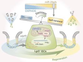 The Regeneration of Intestinal Stem Cells Is Driven by miR-29-Induced Metabolic Reprogramming