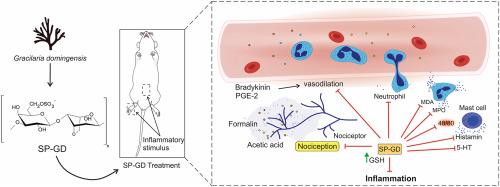 Structural characterization of a sulfated polysaccharide from Gracilaria domingensis and potential anti-inflammatory and antinociceptive effects