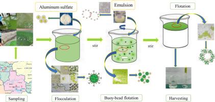 Re-frying oil emulsion as buoy-bead for microalgae harvesting: A promising approach for blooms of microalgae management